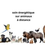 SOIN ENERGETIQUE ANIMAUX A DISTANCE